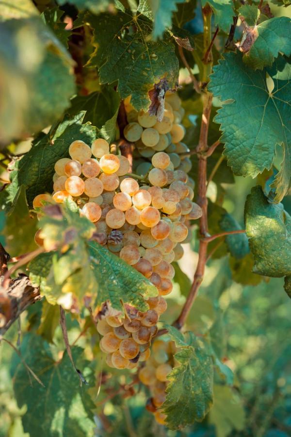 Chateau Artwine Art'ana Bagian luar foto